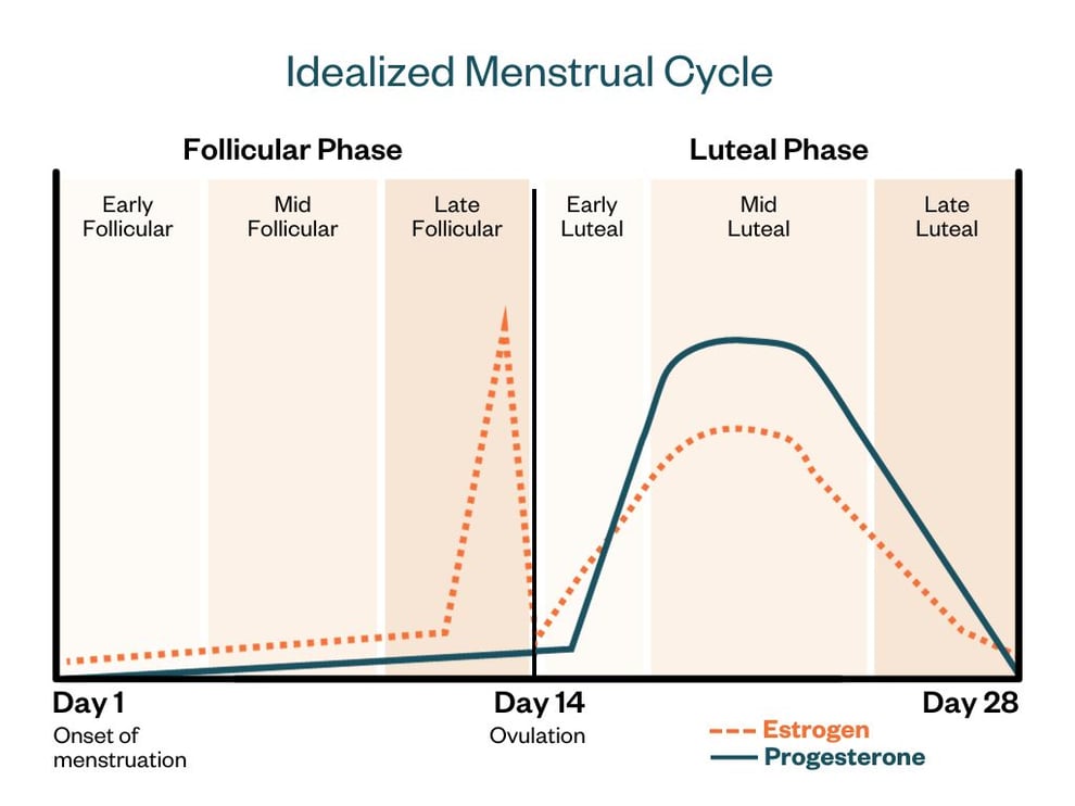 menstrual cycle graphic