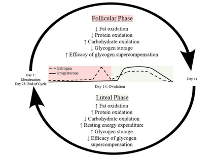 Flow chart of nutritional needs throughout the menstrual cycle